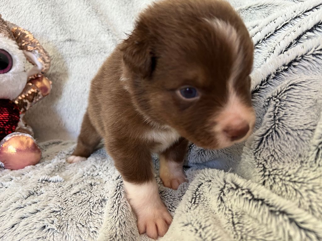 Des Prés De L'Abbaye - Chiots disponibles - Berger Australien