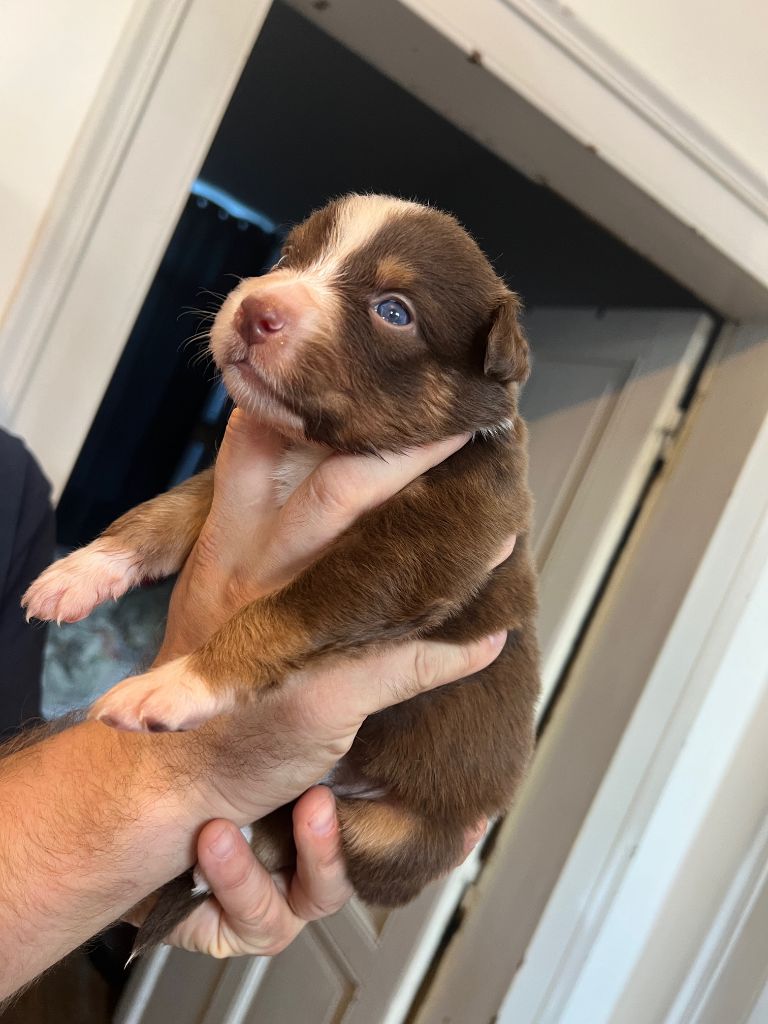 Des Prés De L'Abbaye - Chiots disponibles - Berger Australien