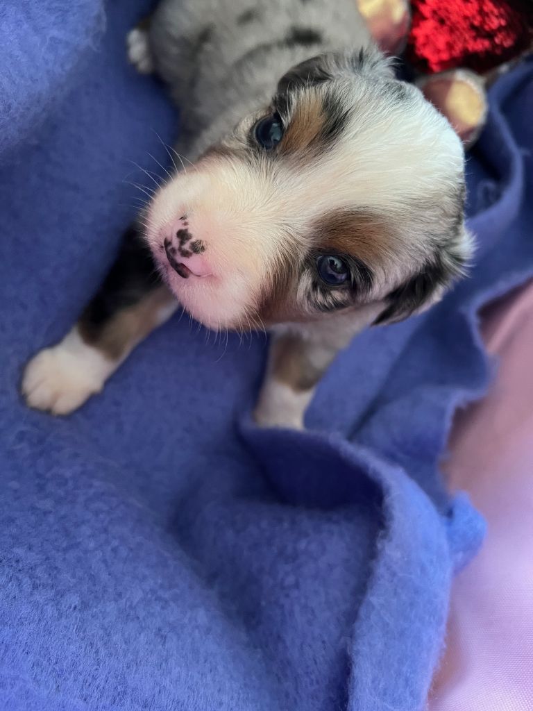 Des Prés De L'Abbaye - Chiots disponibles - Berger Australien