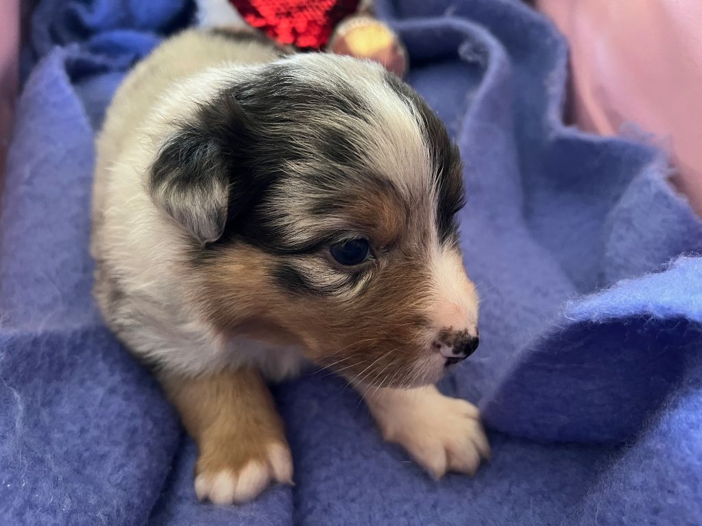Des Prés De L'Abbaye - Chiots disponibles - Berger Australien