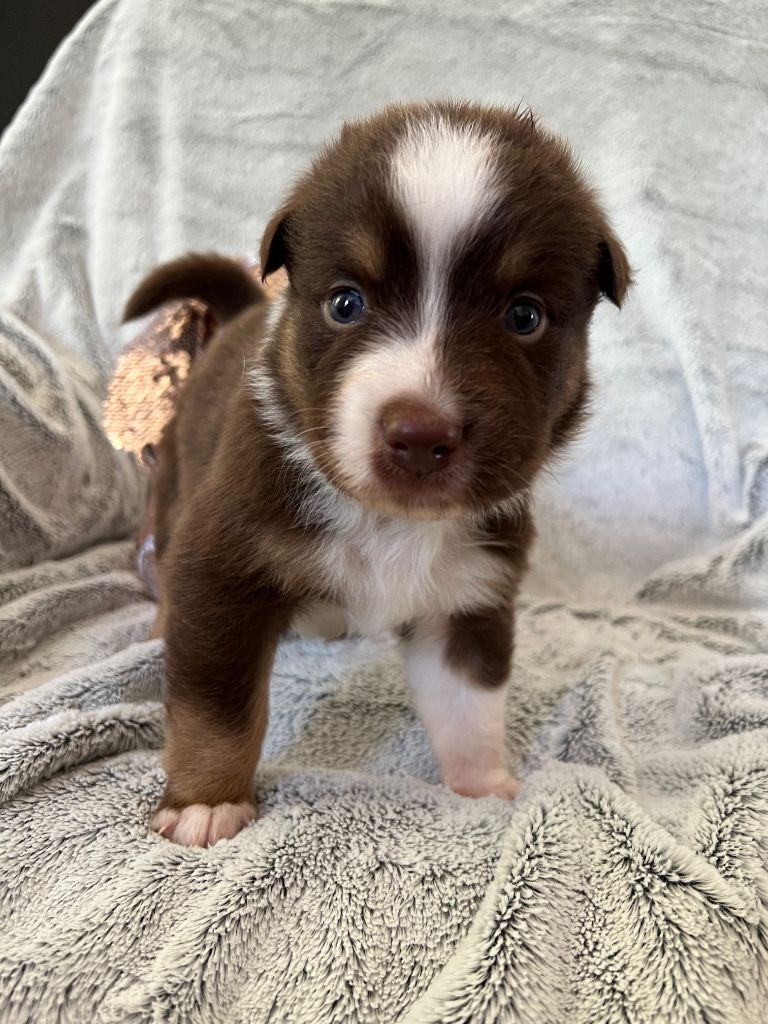 Des Prés De L'Abbaye - Chiots disponibles - Berger Australien
